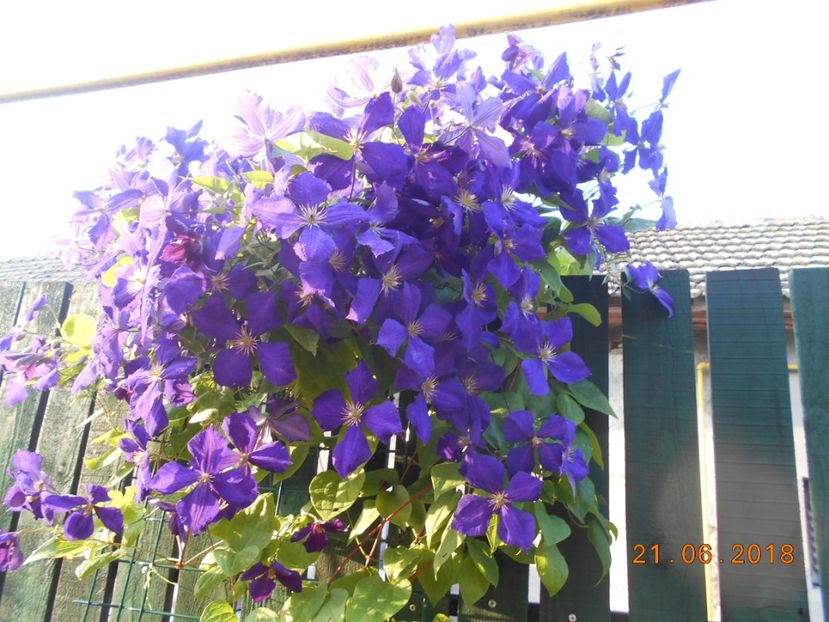  - 3Clematite2018
