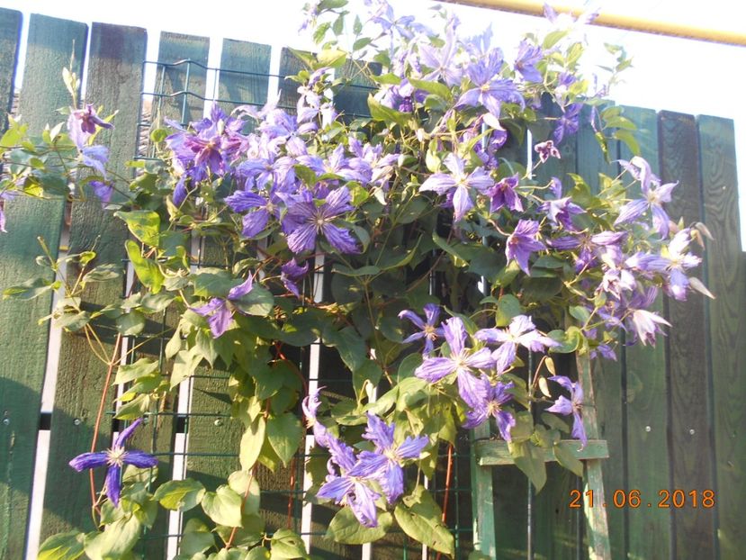  - 3Clematite2018