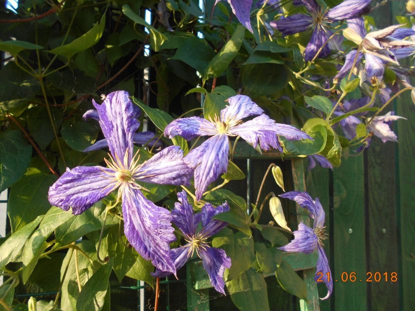  - 3Clematite2018