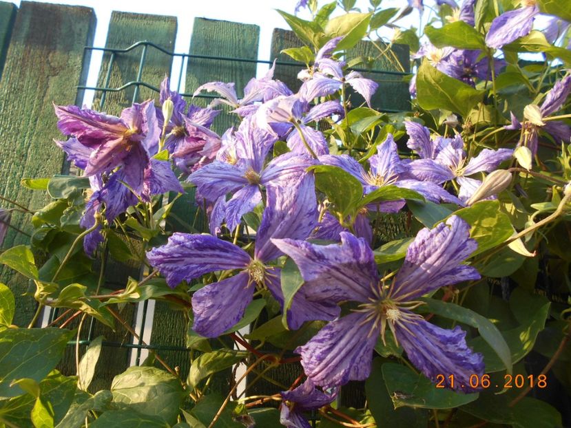  - 3Clematite2018