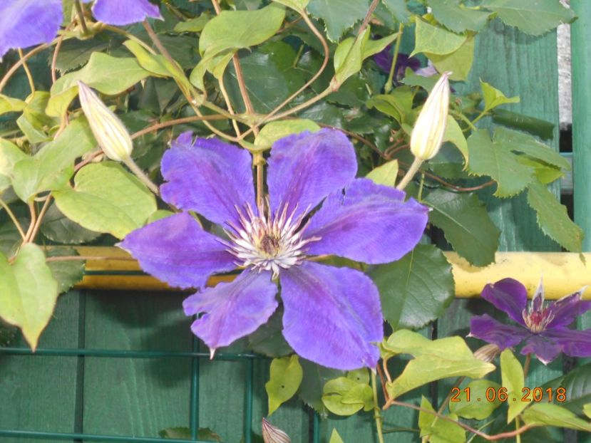  - 3Clematite2018