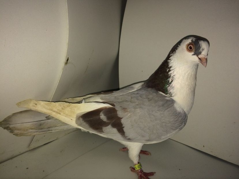 8932  femelă  2017 - 00001 porumbei dragi mie arhivă