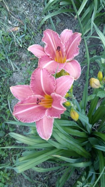 pretty fancy - 2018 Hemerocallisi