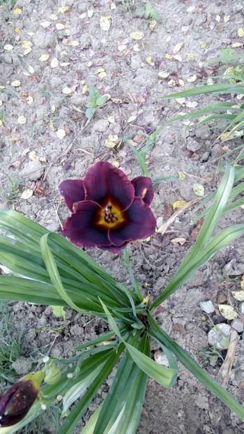 diamond noir - 2018 Hemerocallisi