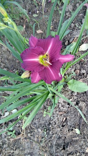 woodside amethyst - 2018 Hemerocallisi