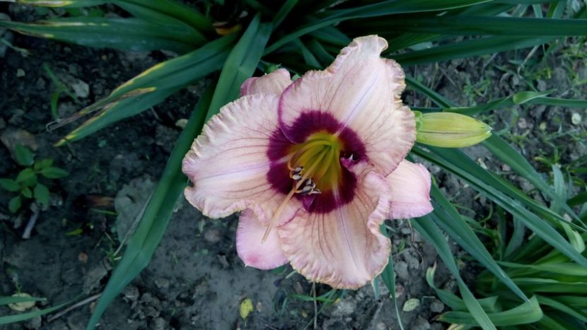 orchid candy - 2018 Hemerocallisi