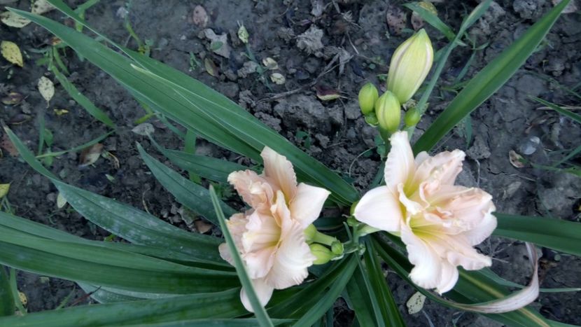 siloam stinnetts -delight - 2018 Hemerocallisi