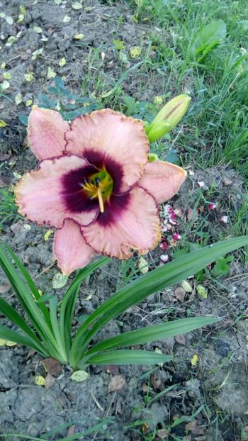 awesome blossom??? - 2018 Hemerocallisi