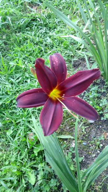 black emanuelle - 2018 Hemerocallisi