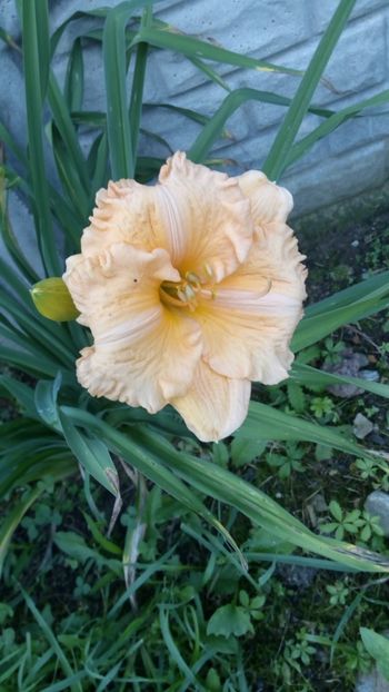 siloam orange splash - 2018 Hemerocallisi