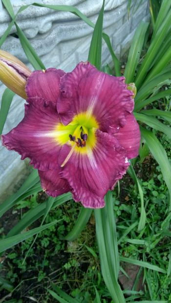 earth music - 2018 Hemerocallisi