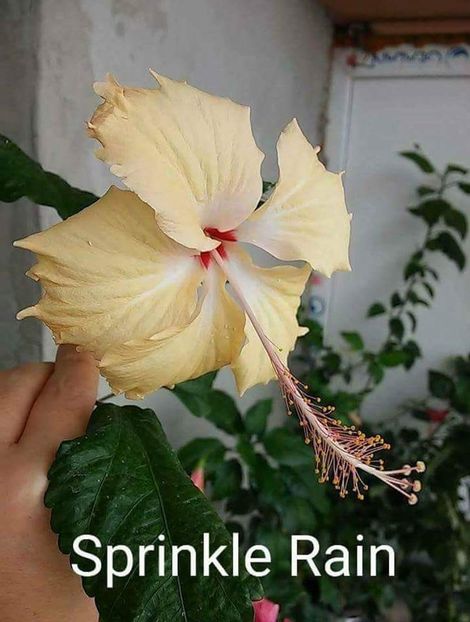 Sprinkle Rain - 1 disponibil hibiscus