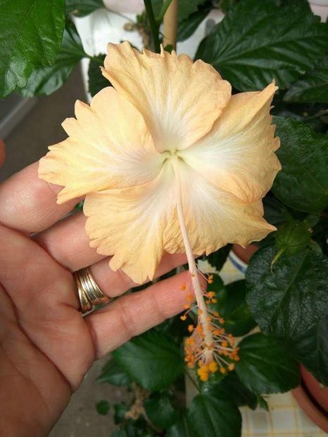 Cream Lady - 1 disponibil hibiscus