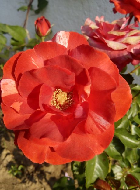 2018-21 iunie - Brownie