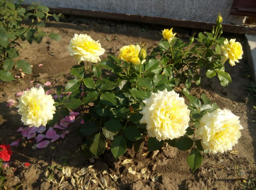 2018-21 iunie - China girl