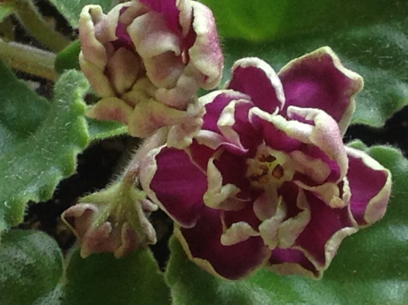 Ek Magia Liubvi - Violete de colecție cand nu poti sa te oprești 2018aprilie