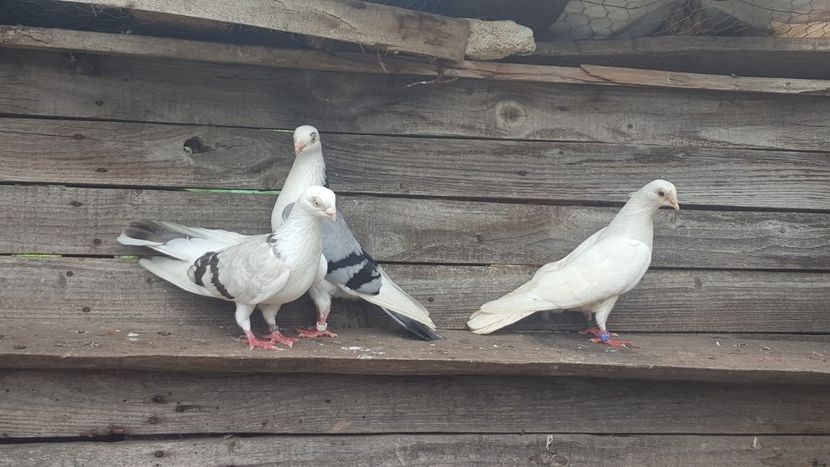  - 4-Jucatori de Galati