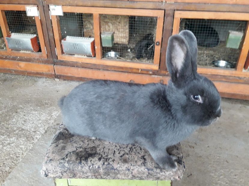  - A-IEPURI ALBASTRU VIENEZ