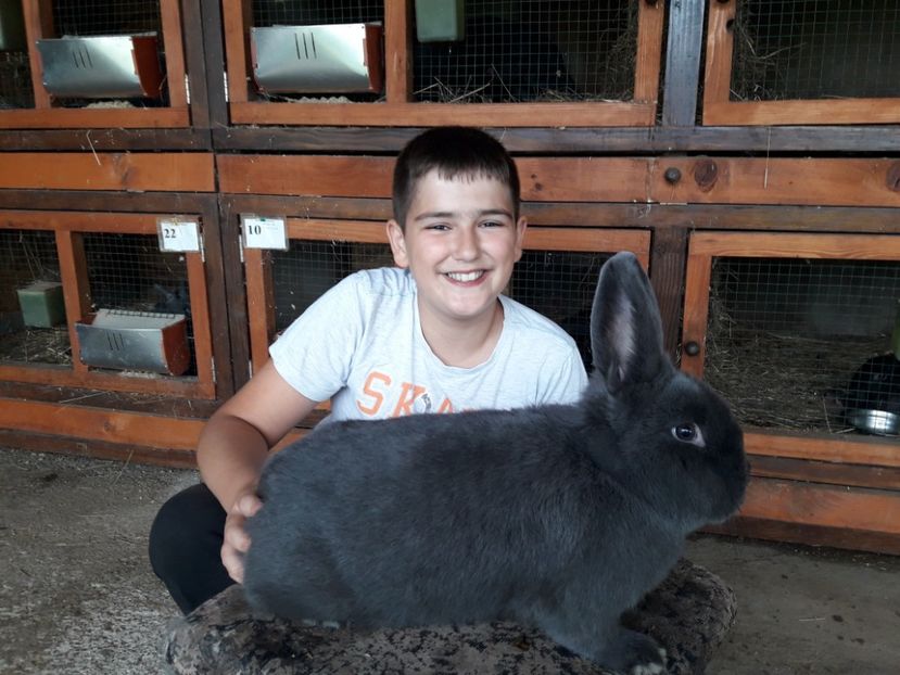  - A-IEPURI ALBASTRU VIENEZ