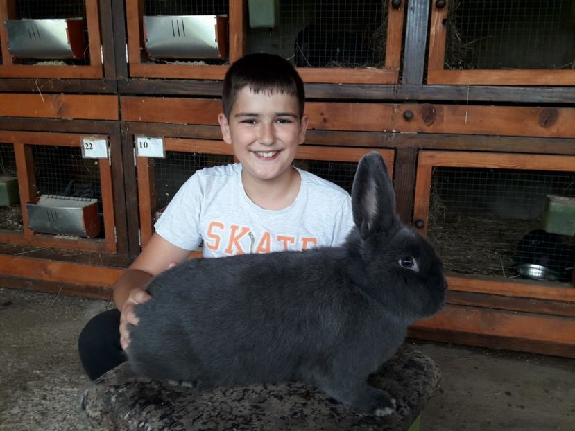  - A-IEPURI ALBASTRU VIENEZ