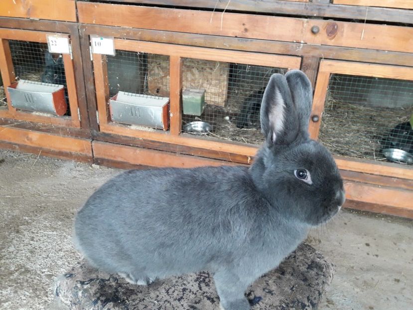  - A-IEPURI ALBASTRU VIENEZ