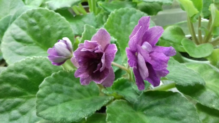 Le Adagio - 1violete inflorite 2018 2019