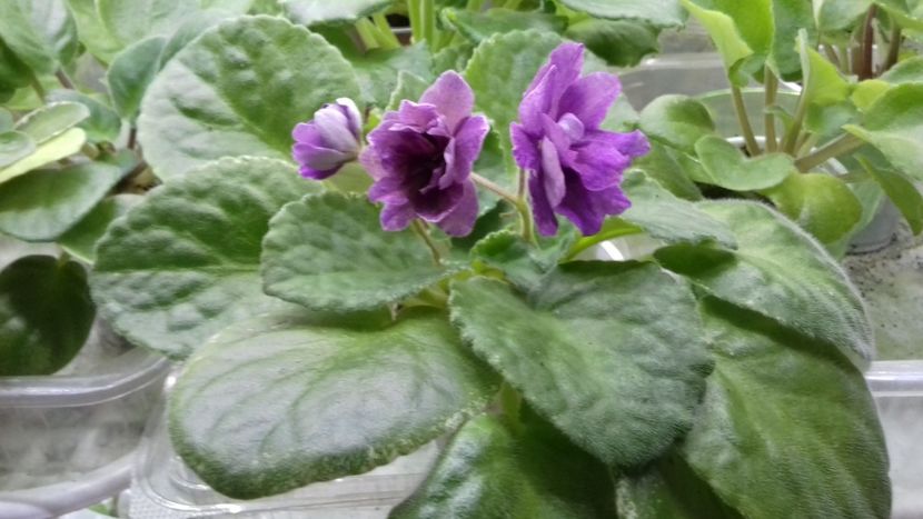  - 1violete inflorite 2018 2019