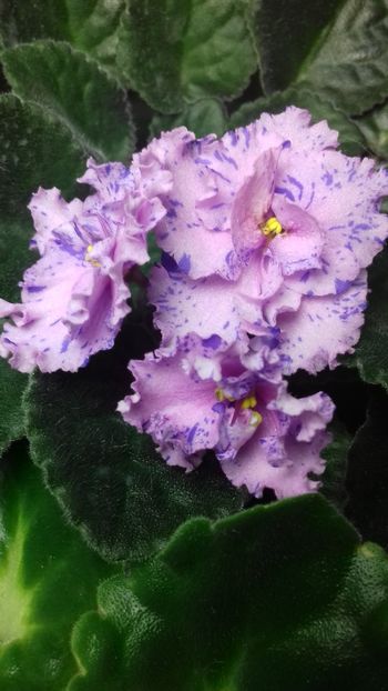  - 1violete inflorite 2018 2019