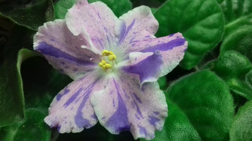  - 1violete inflorite 2018 2019