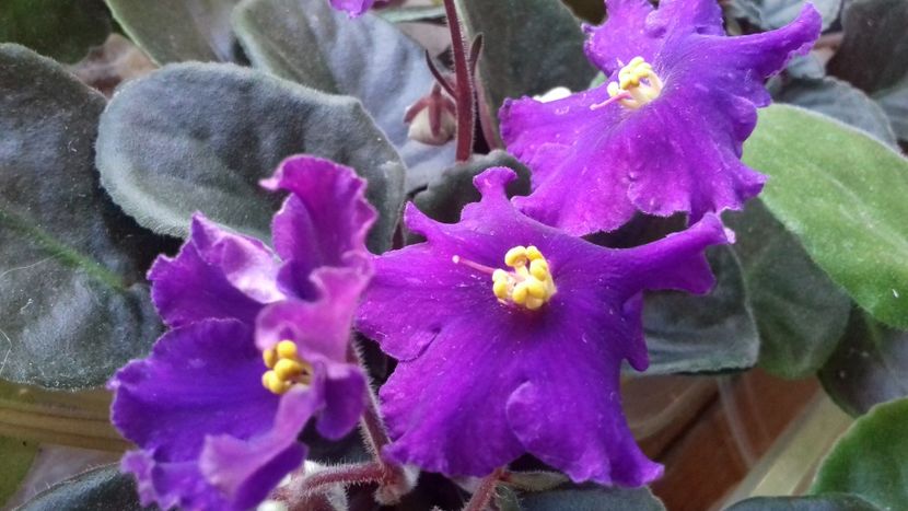 An Rio Rita  sport - 1violete inflorite 2018 2019