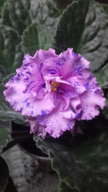 Ozio - 1violete inflorite 2018 2019