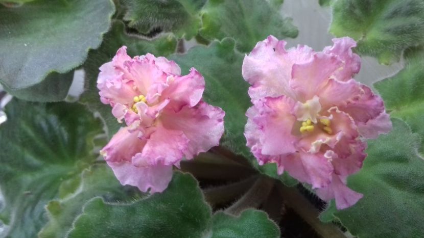 Sunkissed Rose - 1violete inflorite 2018 2019