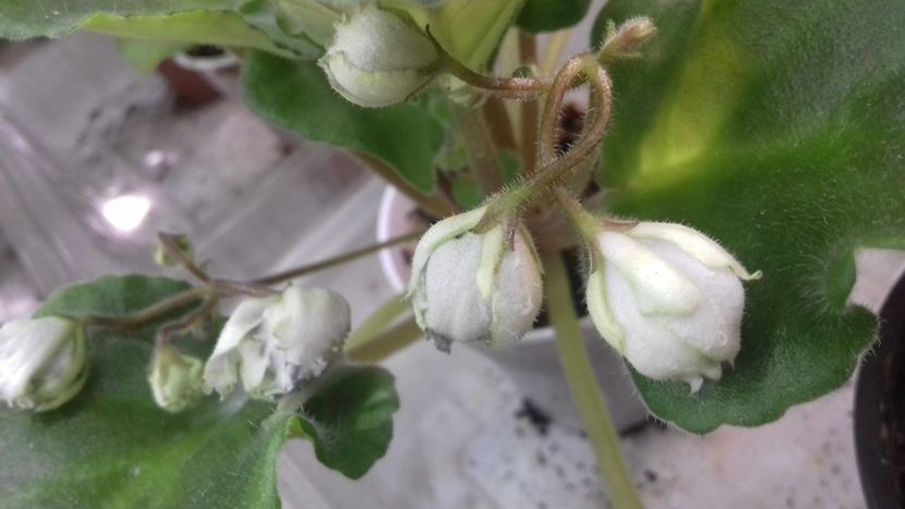 Le Fleur - 1violete inflorite 2018 2019