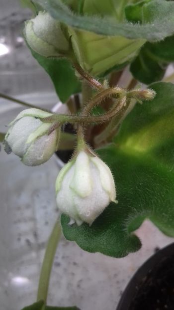  - 1violete inflorite 2018 2019