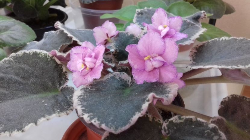 Buckeye. ....... - 1violete inflorite 2018 2019