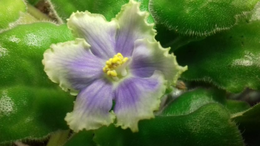 Key Yoki - 1violete inflorite 2018 2019