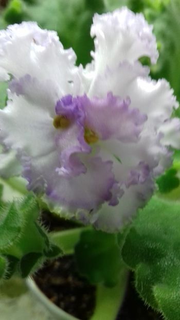  - 1violete inflorite 2018 2019