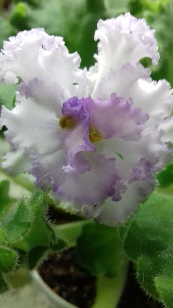  - 1violete inflorite 2018 2019