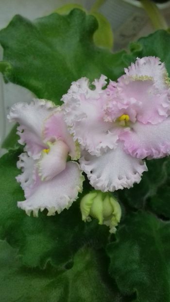 Rosie Ruffles - 1violete inflorite 2018 2019