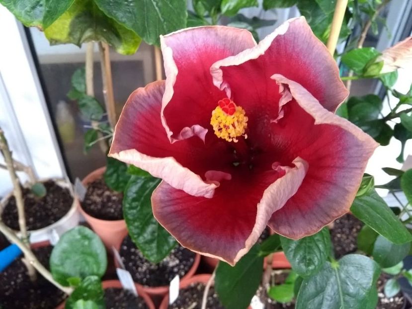  - Indian Divine Grace