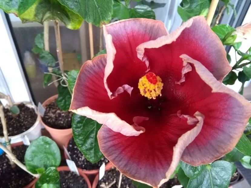  - Indian Divine Grace