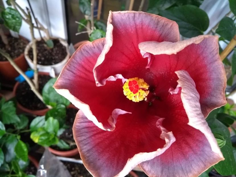  - Indian Divine Grace