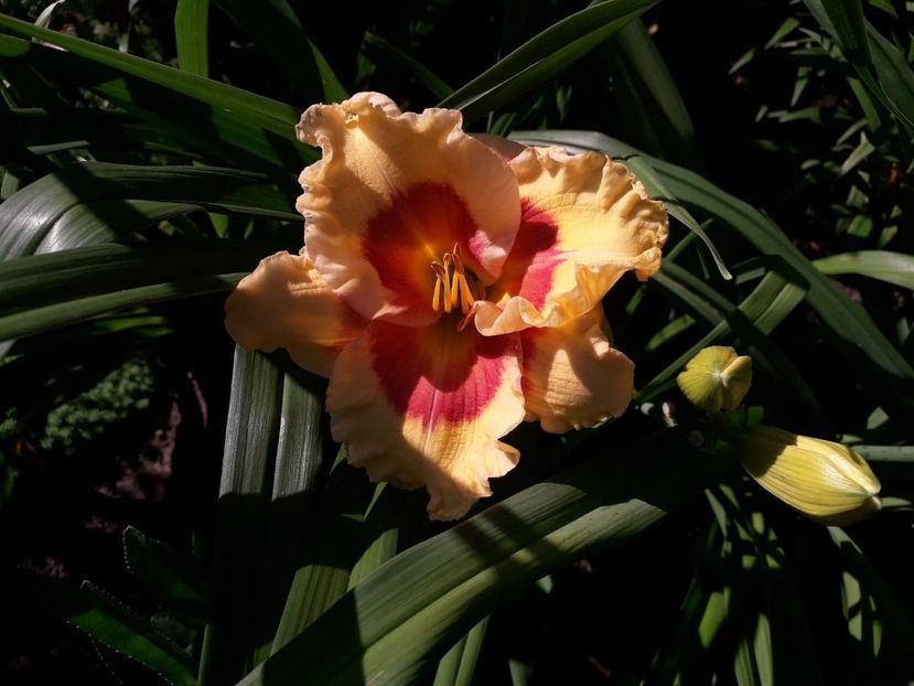  - Hemerorocallis 2018