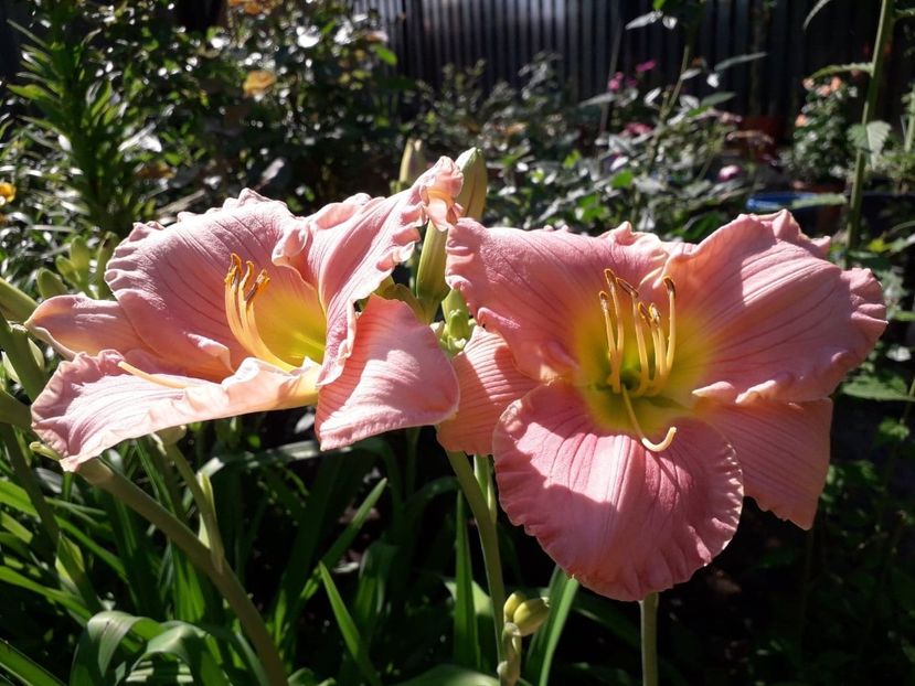  - Hemerorocallis 2018