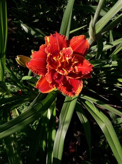 PAPRIKA FLAME - Hemerorocallis 2018