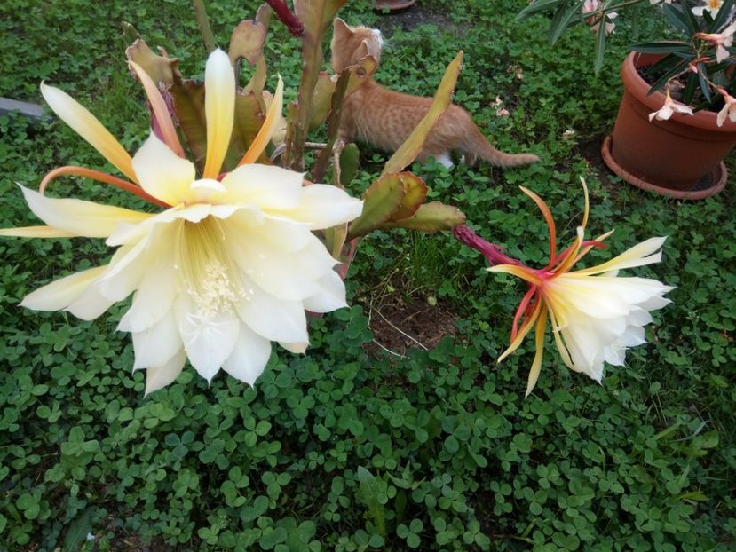  - EPYFILIUM 1 Oxypetalum