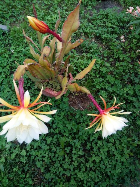  - EPYFILIUM 1 Oxypetalum