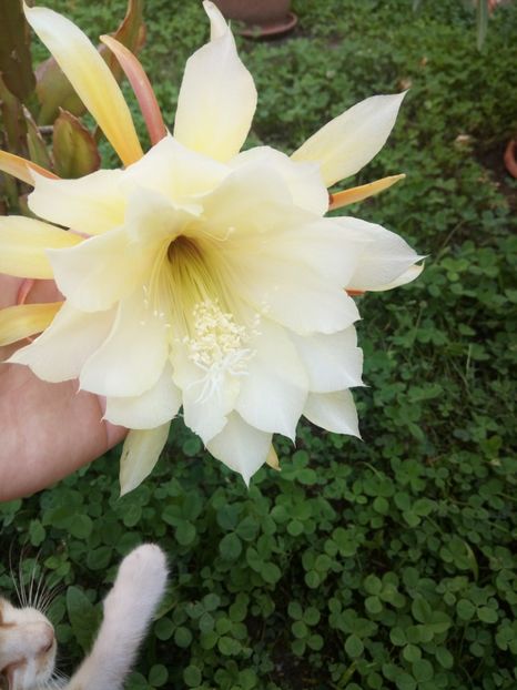 Imi plac florile - EPYFILIUM 1 Oxypetalum