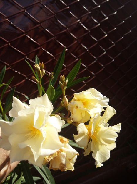  - Leandru - 2012-2019