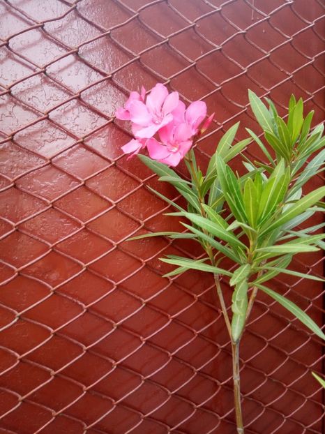  - Leandru - 2012-2019